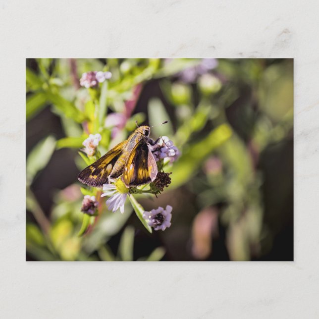 Skipper Butterfly Holiday Postcard (Front)