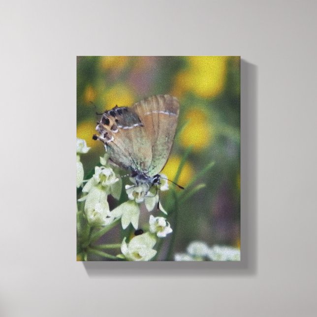 Skipper butterfly on a flower canvas print (Front)