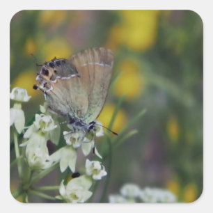 skipper butterfly on a flower square sticker