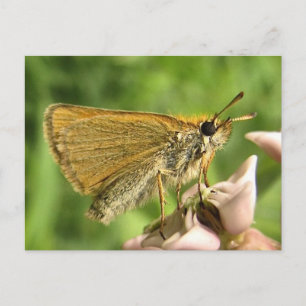 Skipper on Milkweed Postcard