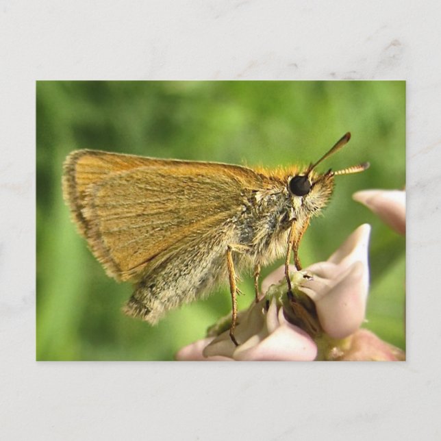 Skipper on Milkweed Postcard (Front)