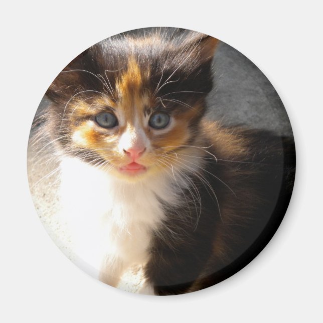 Skittles Magnet (Front)