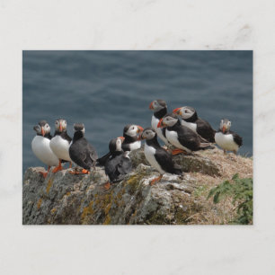 Skomer Island Puffins Postcard