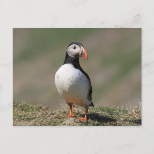 Skomer Island Puffins Postcard