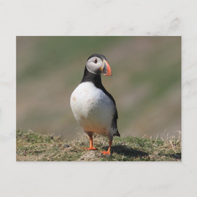 Skomer Island Puffins Postcard (Front)
