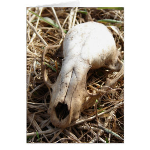 Skull
