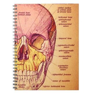 Skull anatomy notebook