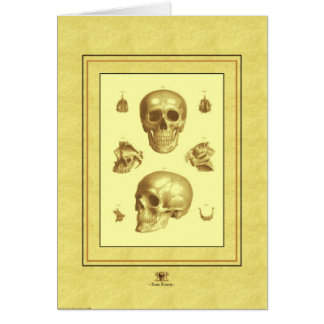 "Skull Collection"
