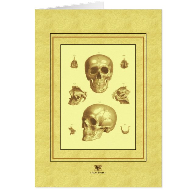"Skull Collection" (Front)