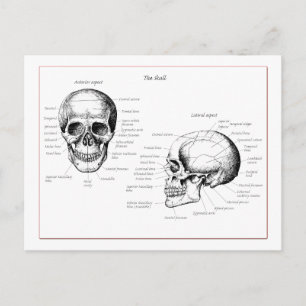 Skull Details Front and Side Postcard
