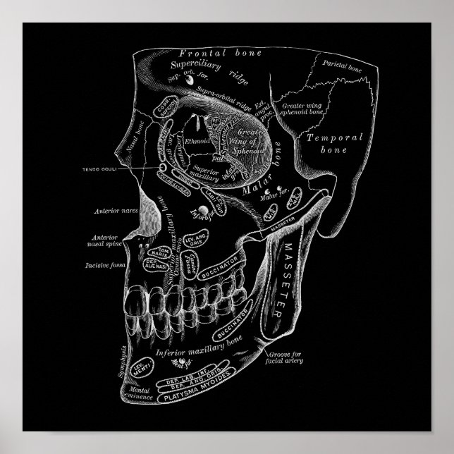 Skull Face Bones Anatomy Illustration Old Medical Poster (Front)
