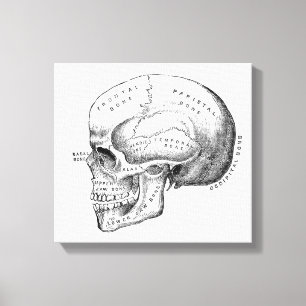 Skull Illustration Vintage Skeleton Canvas Art