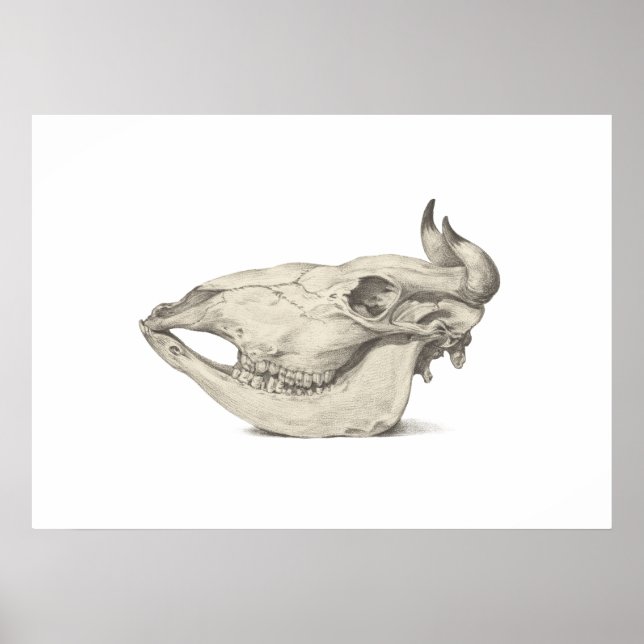 Skull of a cow, seen from the side drawing poster (Front)