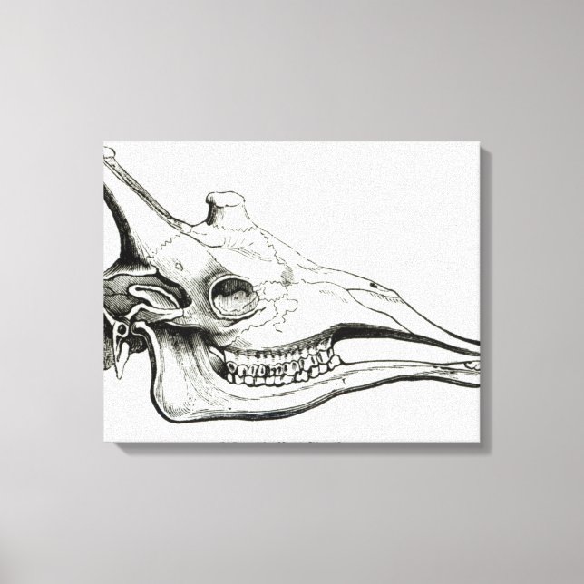 Skull of a Giraffe Canvas Print (Front)