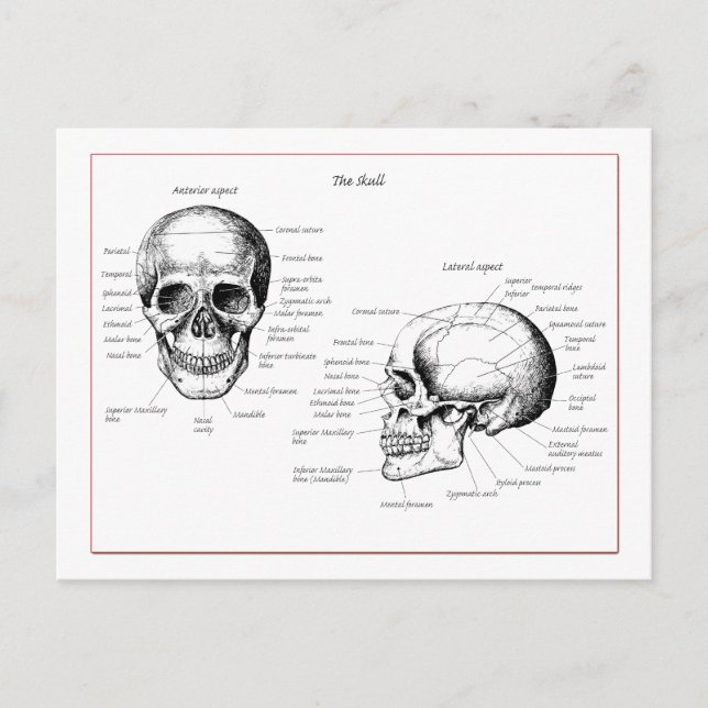 Skull Postcard (Front)