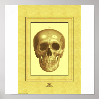 Skull Poster