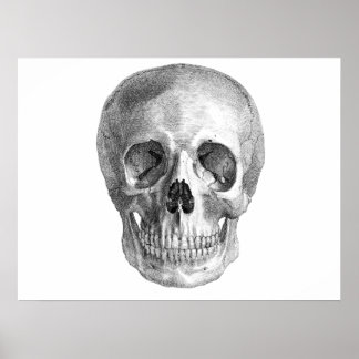 Skull Sketch perfect for Halloween party needs! Poster