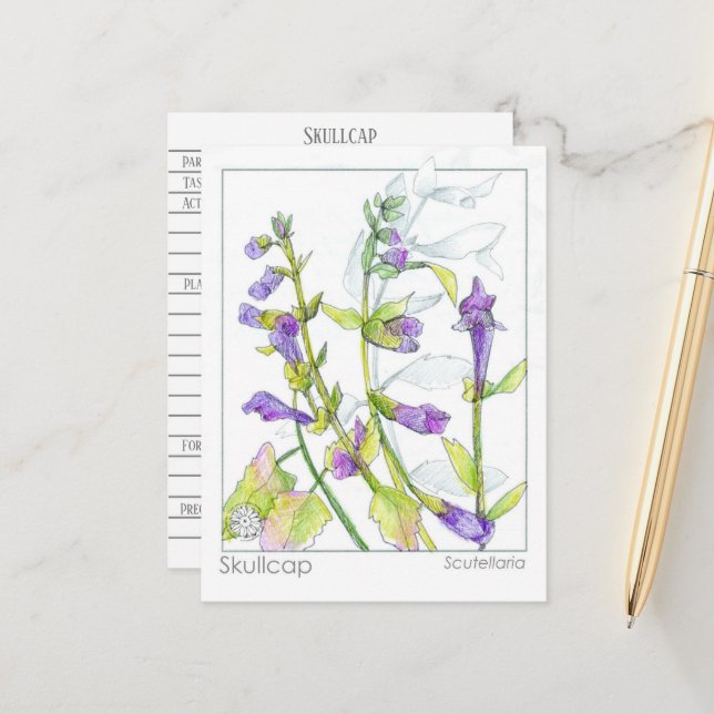 Skullcap Herb Materia Medica Cards Herbal Study  (Front/Back In Situ)