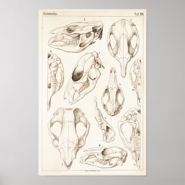 Skulls of Mammals Veterinary Anatomy Print (Front)