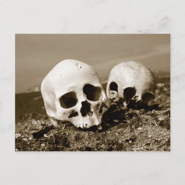 Skulls on the Punuk Islands shore, Bering Sea Postcard (Front)