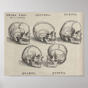 Skulls Poster