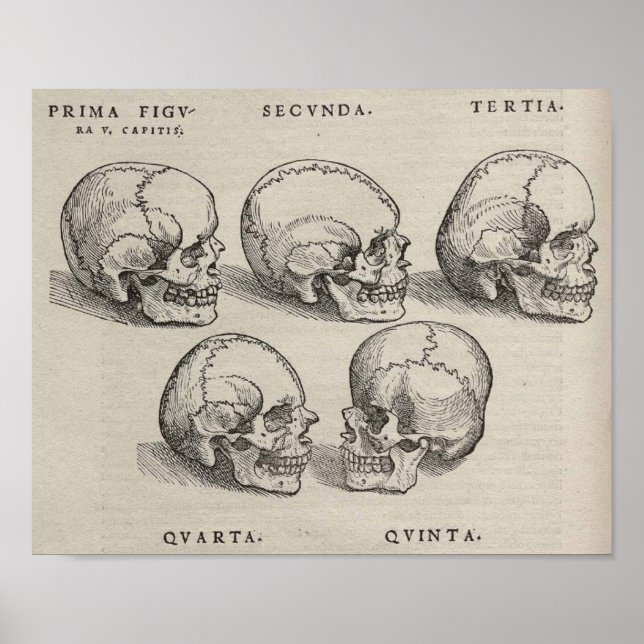 Skulls Poster (Front)