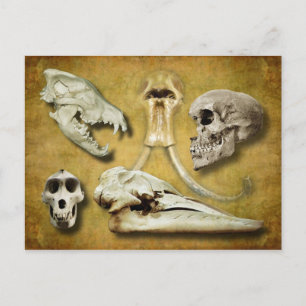 Skulls - wolf, mammoth, human, baboon,  whale postcard