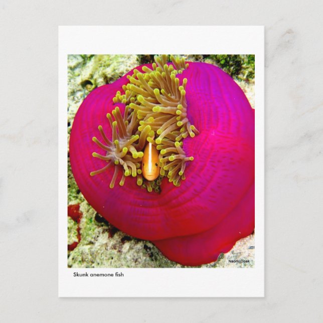 Skunk Anemone fish postcard (Front)