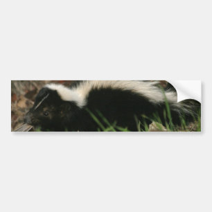 Skunk Behaviour Bumper Stickers