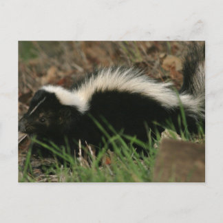 Skunk Behaviour Postcard
