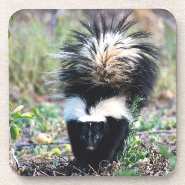 Skunk Black and White Coaster (Front)