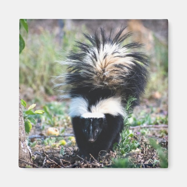 Skunk Black and White Magnet (Front)