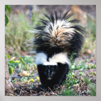 Skunk Black and White