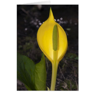 Skunk Cabbage Blossom - Card