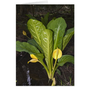 Skunk Cabbage - Card