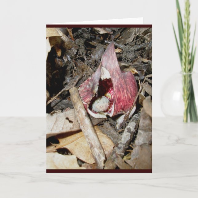 Skunk Cabbage Card #1 (Symplocarpus foetidus (L.) (Front)