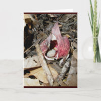 Skunk Cabbage Card #1 (Symplocarpus foetidus (L.)