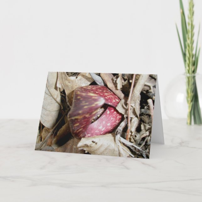 Skunk Cabbage Card #2 (Symplocarpus foetidus (L.) (Front)