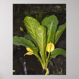 Skunk Cabbage - Fine Art Print