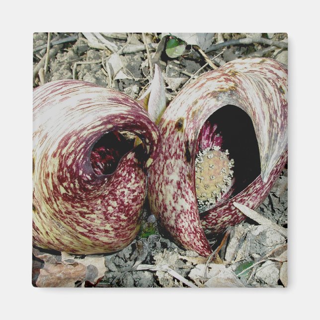 Skunk Cabbage Spath Pair Magnet (Front)