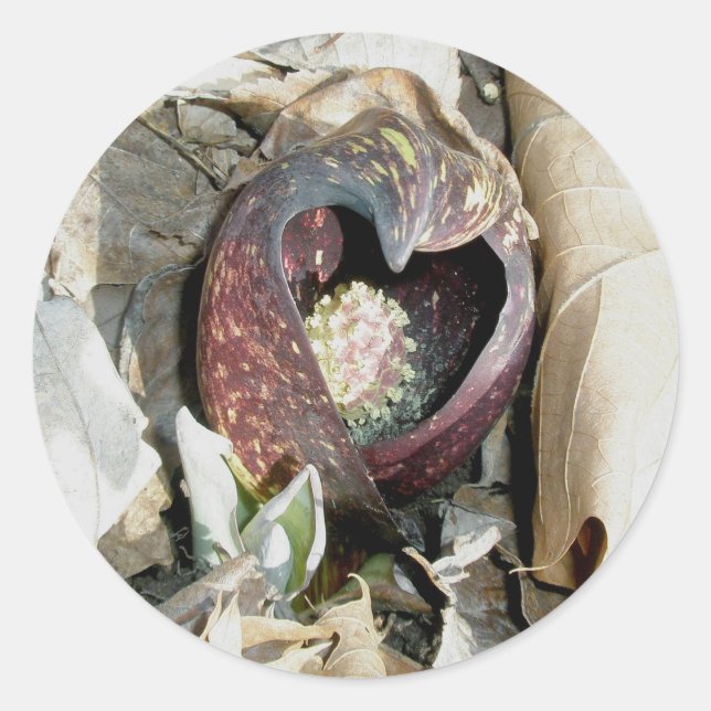 Skunk Cabbage Spath Stickers (Front)