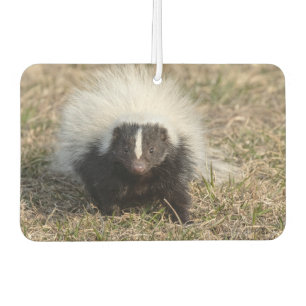 Skunk Car Air Freshener