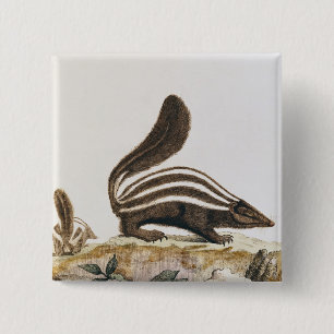 Skunk, from 'Histoire Naturelle' by 15 Cm Square Badge