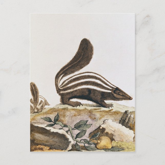 Skunk, from 'Histoire Naturelle' by Postcard (Front)