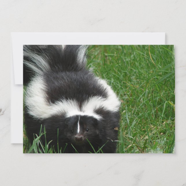 Skunk on an Invitation (Front)