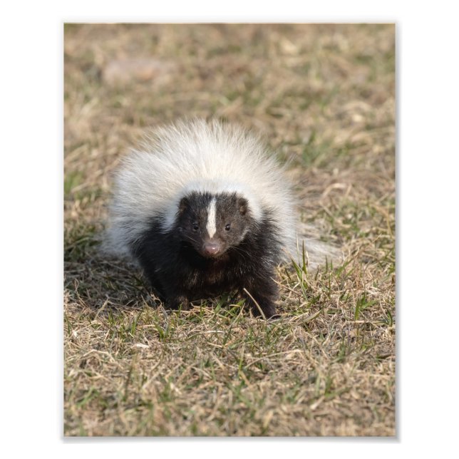 Skunk Photo Print (Front)