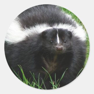 Skunk Photo Sticker