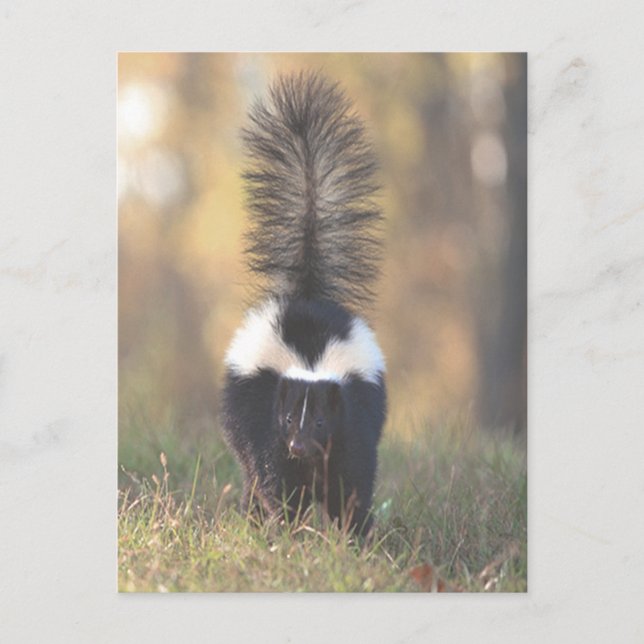Skunk Postcard (Front)