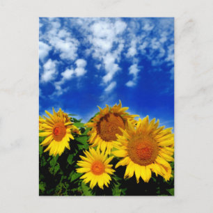 Sky and Bloom Postcard