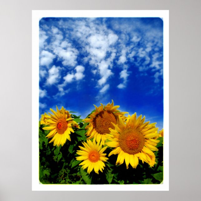 Sky and Bloom , poster (Front)